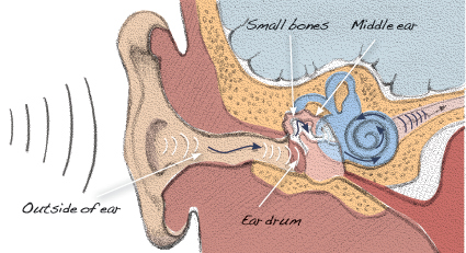 middle-ear middle ear diagram
